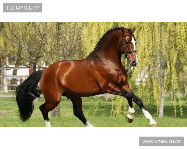 富里睡醒发现自家马场又多两匹纯血马，这日子没法过了